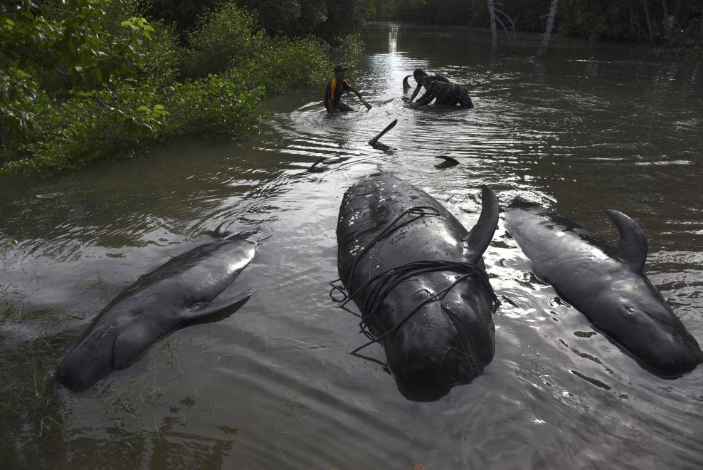 Indonesia, balene arenate nella palude: la comunità tenta il salvataggio