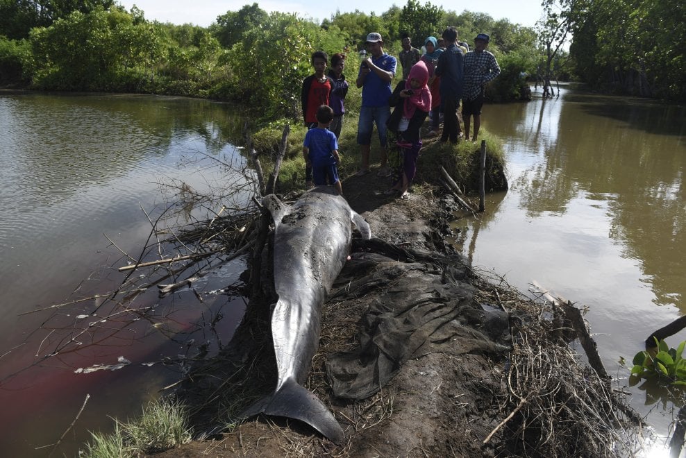Indonesia, balene arenate nella palude: la comunità tenta il salvataggio
