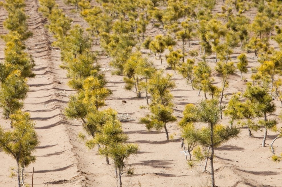 Siccità e desertificazione, dove soffre il Pianeta