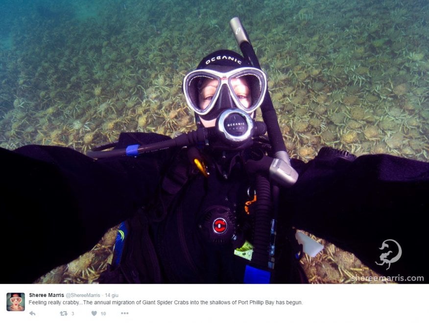 Australia, l'invasione dei granchi giganti