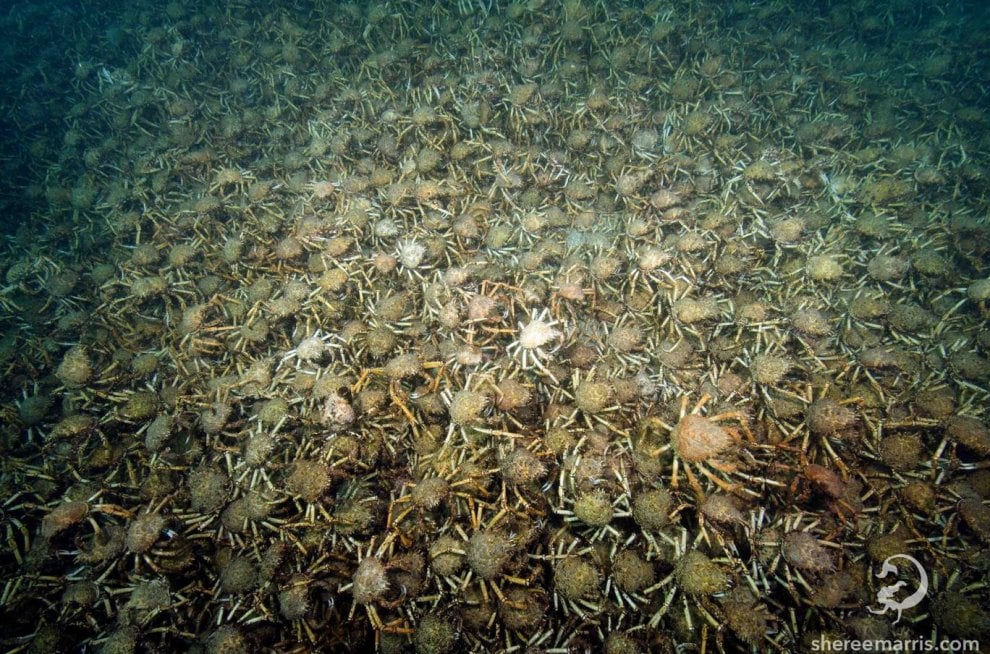 Australia, l'invasione dei granchi giganti