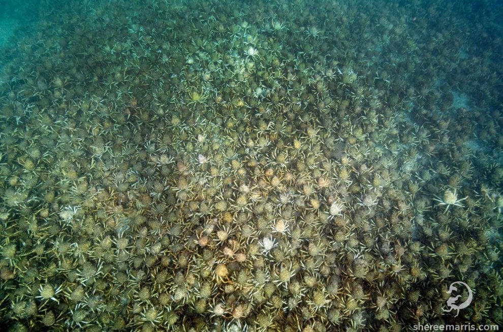 Australia, l'invasione dei granchi giganti