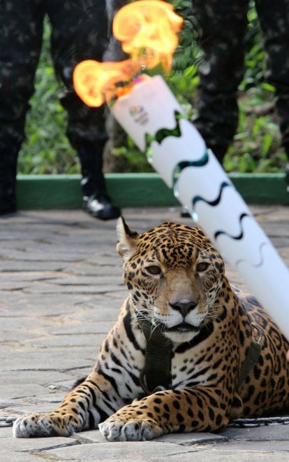 Rio 2016, giaguaro fugge dopo passaggio torcia olimpica: ucciso  