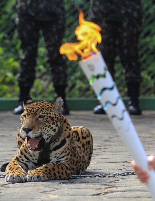 Rio 2016, giaguaro fugge dopo passaggio torcia olimpica: ucciso  