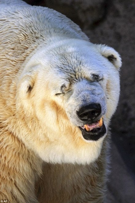 Argentina Morto Arturo L orso Pi Triste Del Mondo La Repubblica