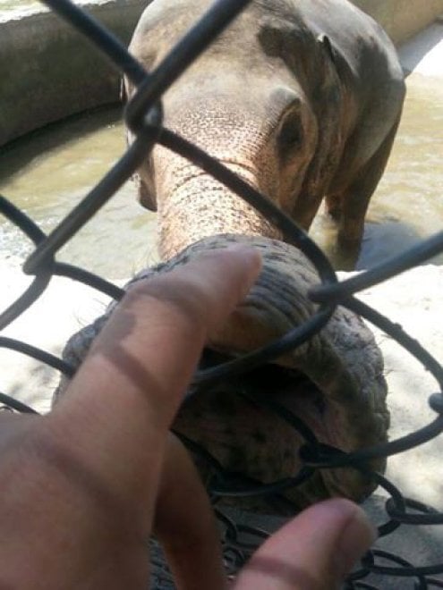 Pakistan: 'liberate' l'elefante Kaavan, 300mila firme per trasferirlo in una riserva