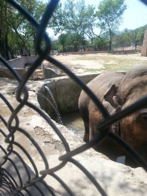 Pakistan: 'liberate' l'elefante Kaavan, 300mila firme per trasferirlo in una riserva
