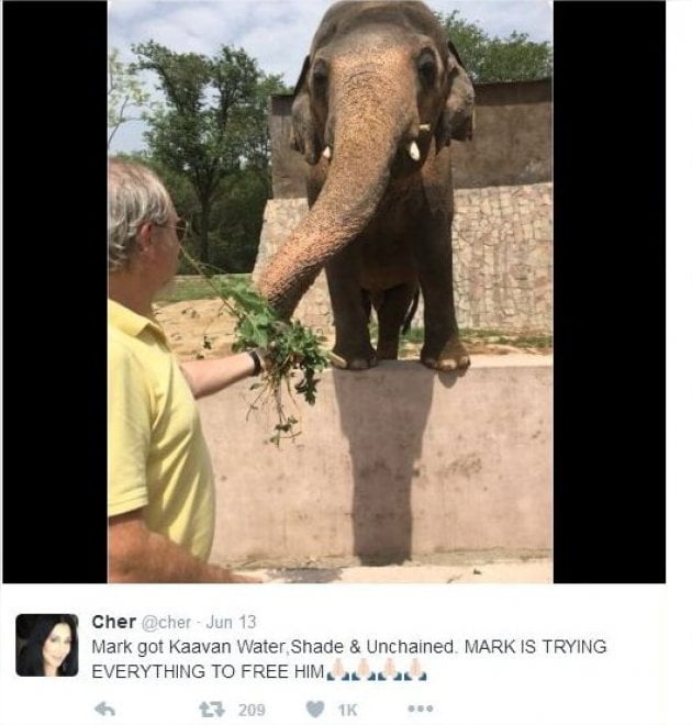 Pakistan: 'liberate' l'elefante Kaavan, 300mila firme per trasferirlo in una riserva
