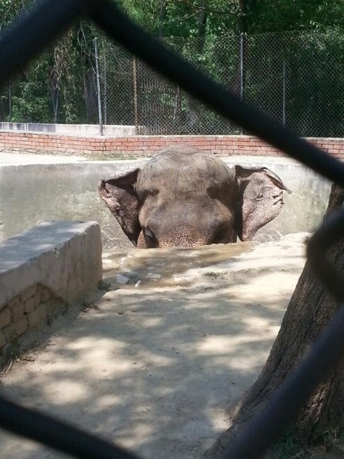 Pakistan: 'liberate' l'elefante Kaavan, 300mila firme per trasferirlo in una riserva