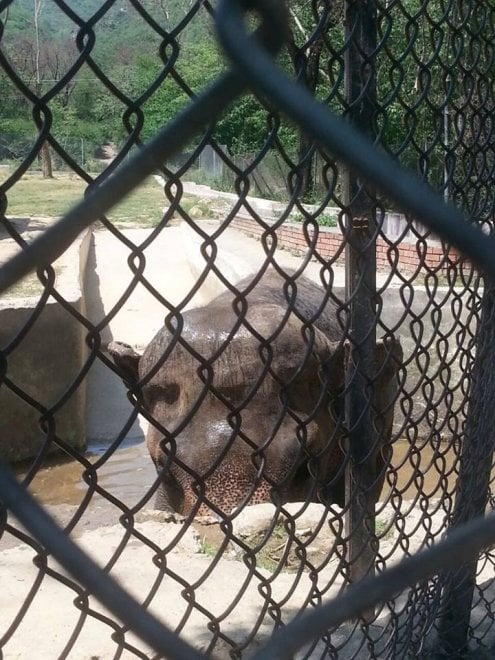 Pakistan: 'liberate' l'elefante Kaavan, 300mila firme per trasferirlo in una riserva