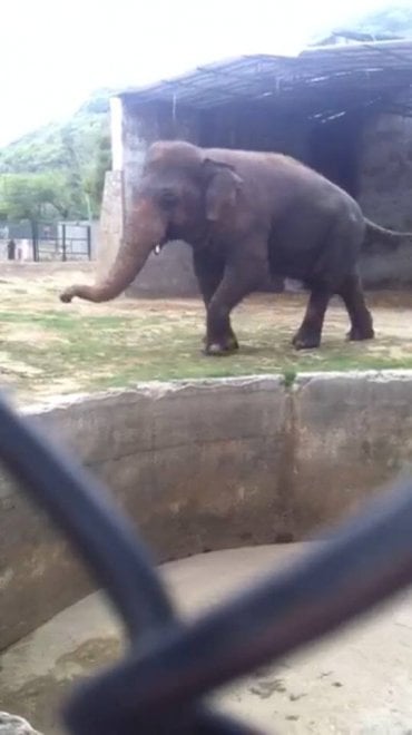 Pakistan: 'liberate' l'elefante Kaavan, 300mila firme per trasferirlo in una riserva