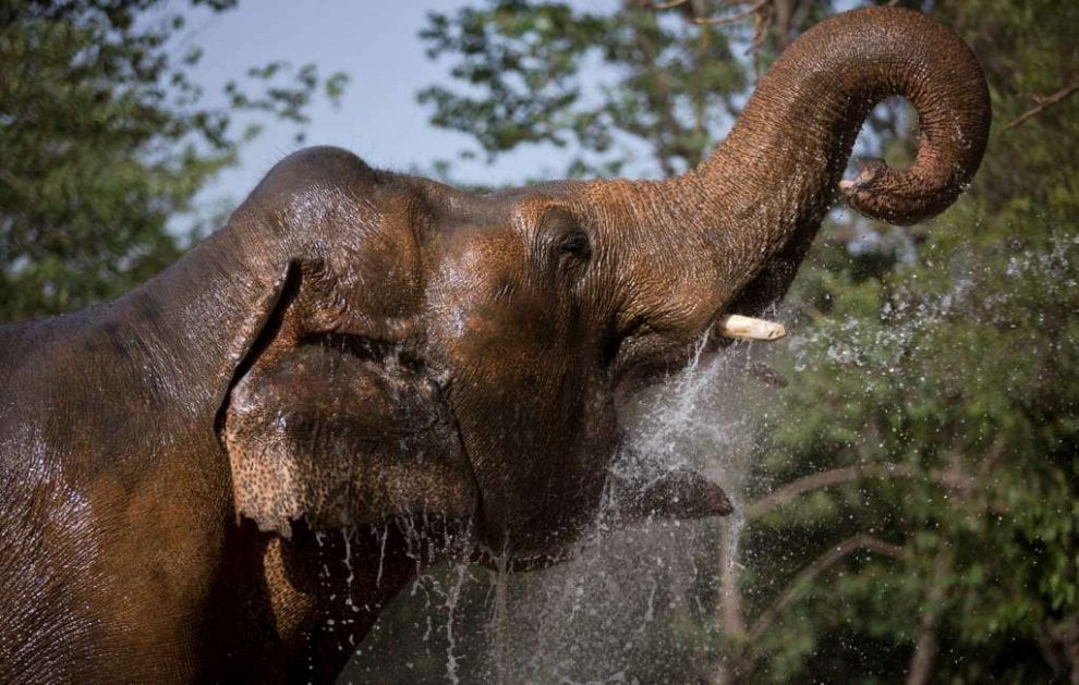 Pakistan: 'liberate' l'elefante Kaavan, 300mila firme per trasferirlo in una riserva