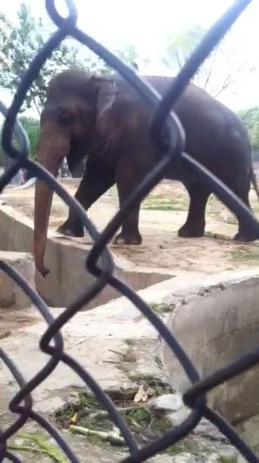 Pakistan: 'liberate' l'elefante Kaavan, 300mila firme per trasferirlo in una riserva