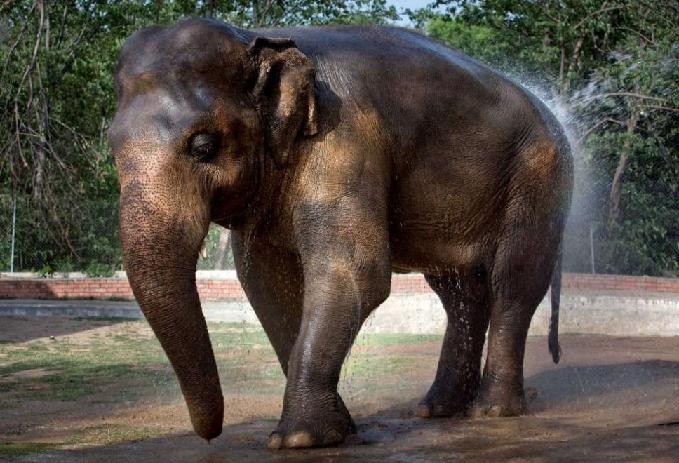 Pakistan: 'liberate' l'elefante Kaavan, 300mila firme per trasferirlo in una riserva