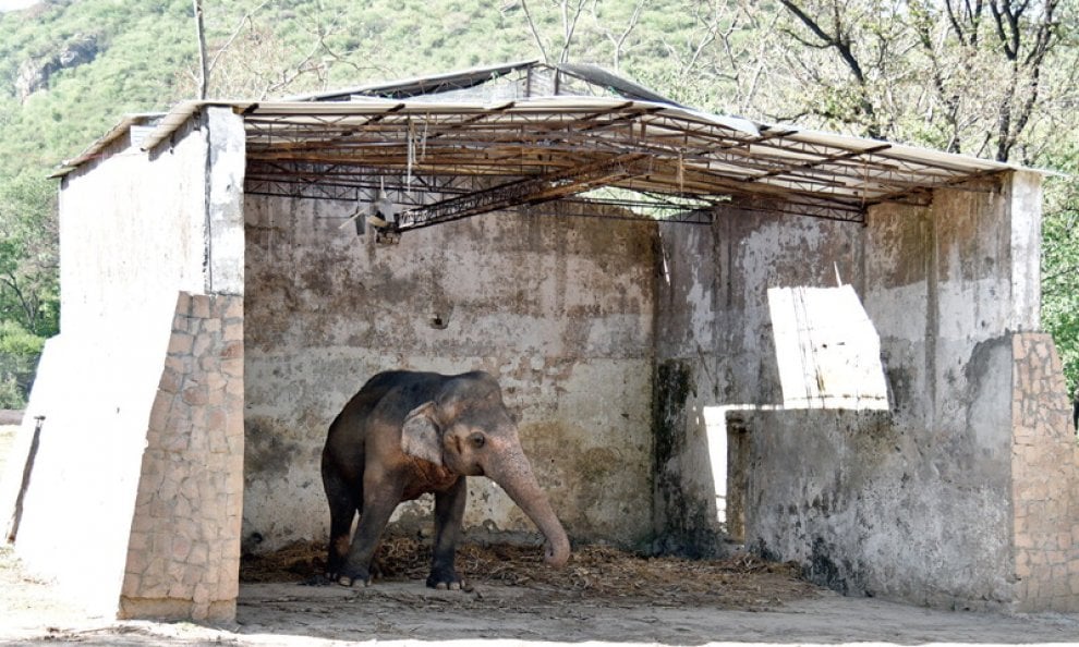 Pakistan: 'liberate' l'elefante Kaavan, 300mila firme per trasferirlo in una riserva