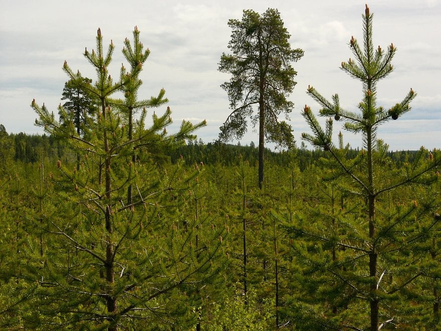 Svezia, la foresta che cresce