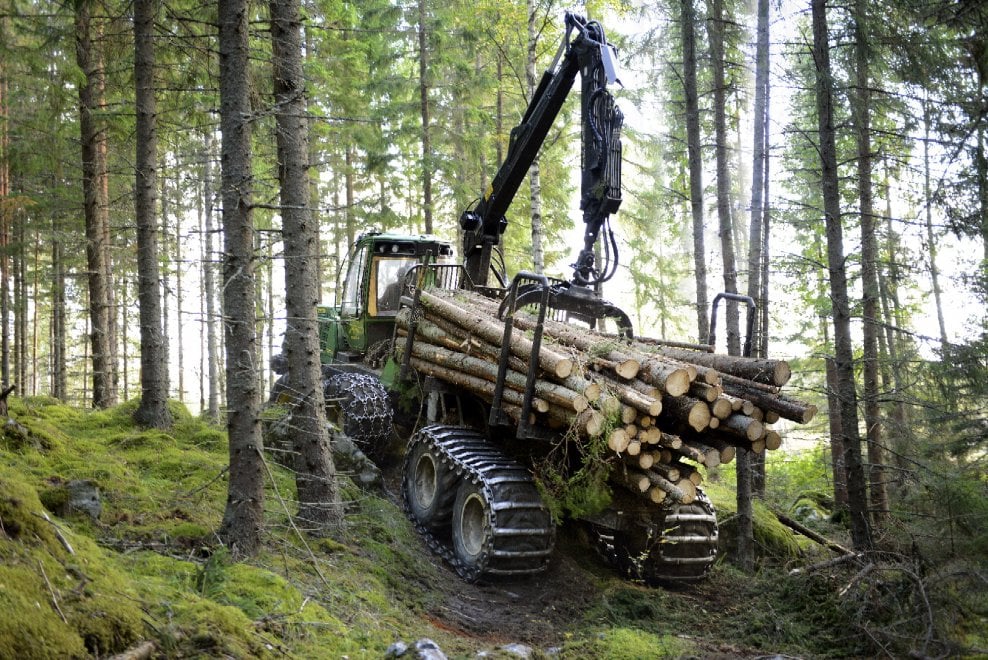 Svezia, la foresta che cresce