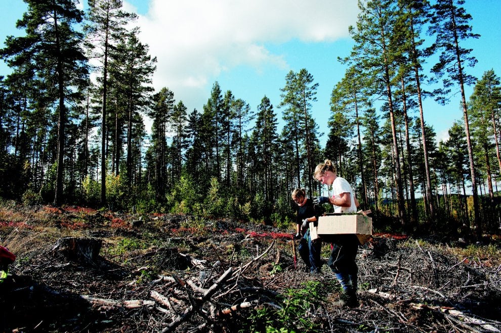 Svezia, la foresta che cresce