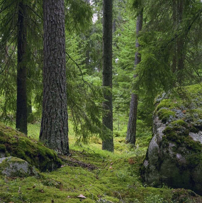 Svezia, la foresta che cresce
