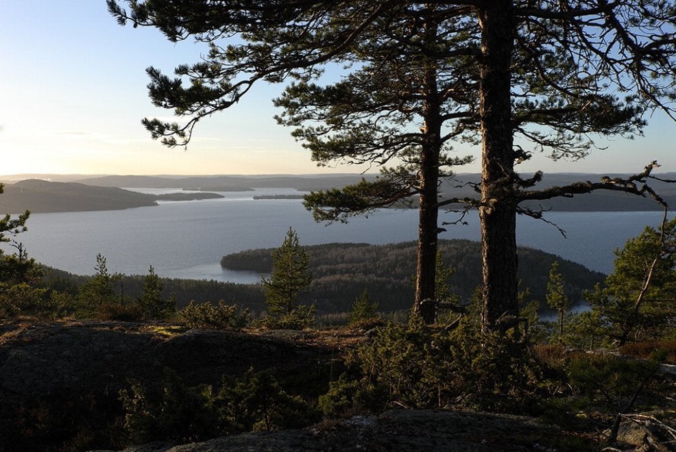 Svezia, la foresta che cresce