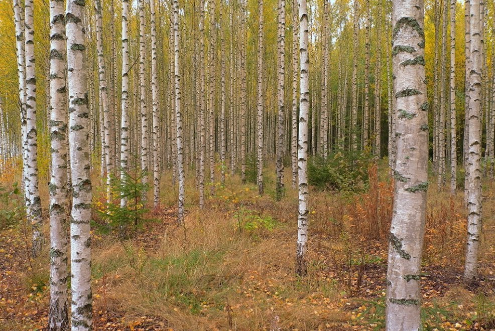 Svezia, la foresta che cresce