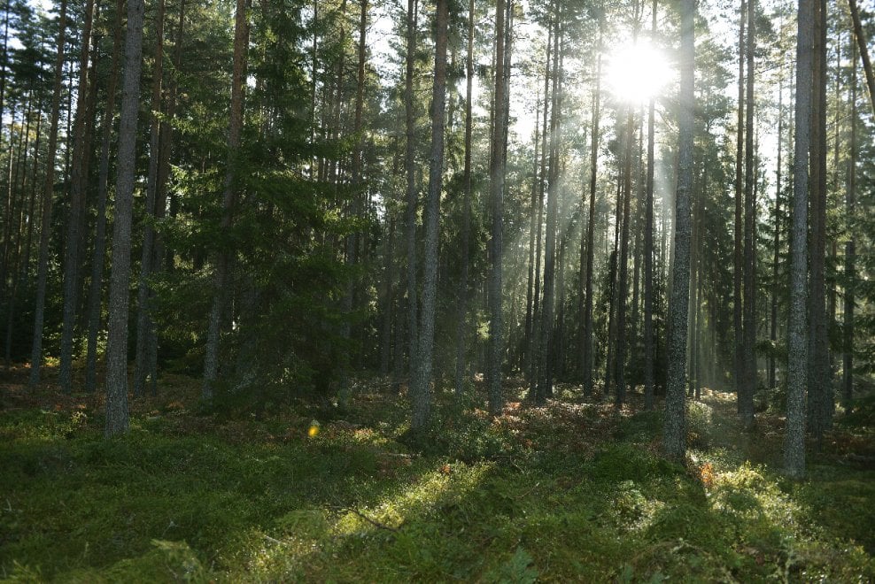 Svezia, la foresta che cresce
