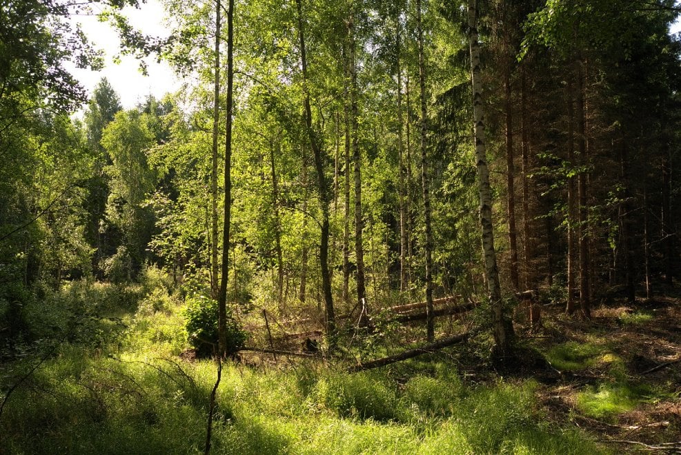 Svezia, la foresta che cresce