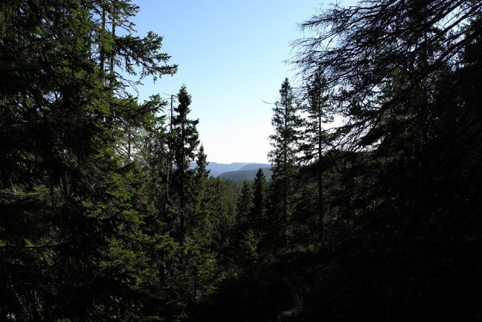 Svezia, la foresta che cresce