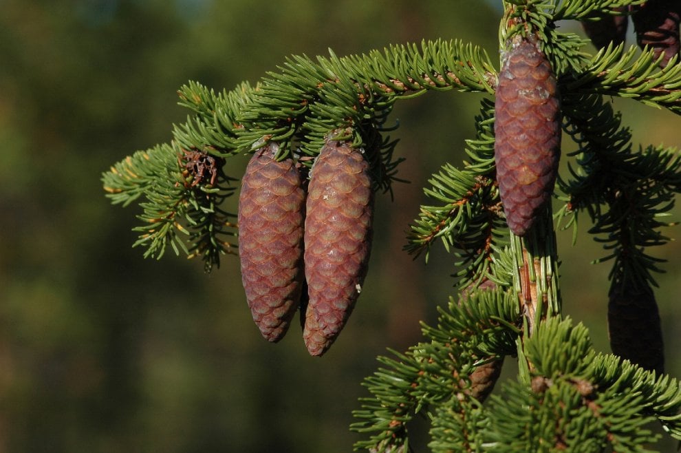 Svezia, la foresta che cresce