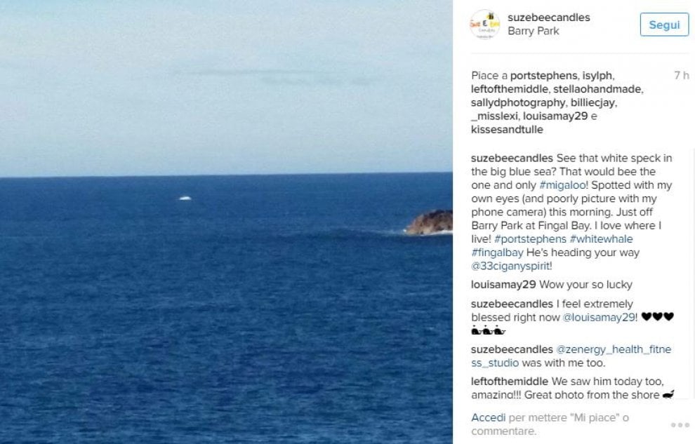  Il ritorno della balena bianca più famosa. Avvistata in Australia dopo 2 anni