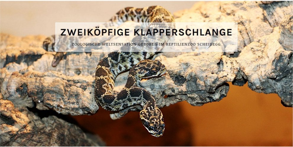 Germania, serpente a due teste nel rettilario di Scheidegg