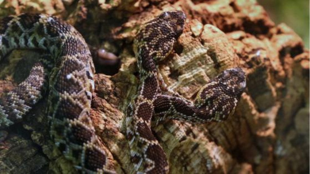 Germania, serpente a due teste nel rettilario di Scheidegg