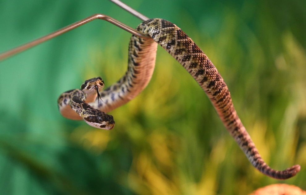 Germania, serpente a due teste nel rettilario di Scheidegg