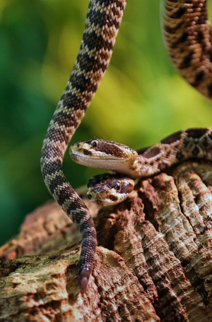 Germania, serpente a due teste nel rettilario di Scheidegg
