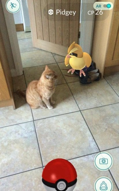 La leggenda dei giapponesi: i gatti e i cani possono vedere i Pokémon