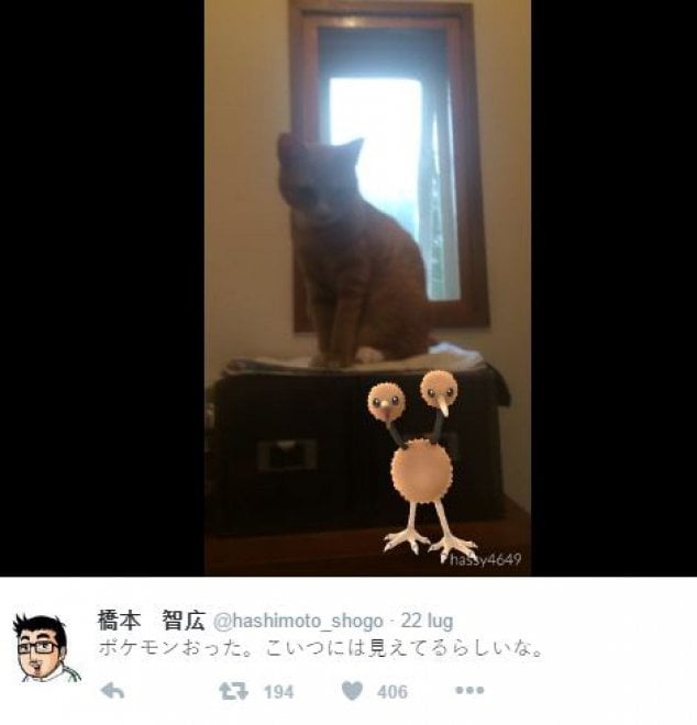 La leggenda dei giapponesi: i gatti e i cani possono vedere i Pokémon