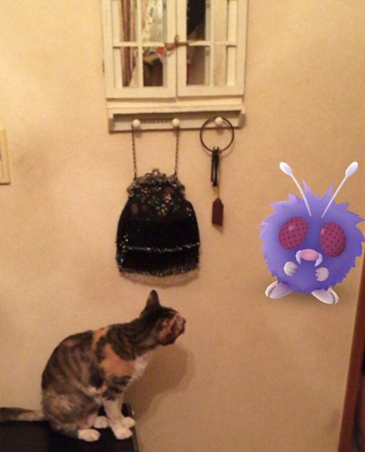 La leggenda dei giapponesi: i gatti e i cani possono vedere i Pokémon