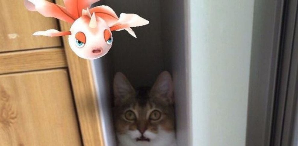 La leggenda dei giapponesi: i gatti e i cani possono vedere i Pokémon