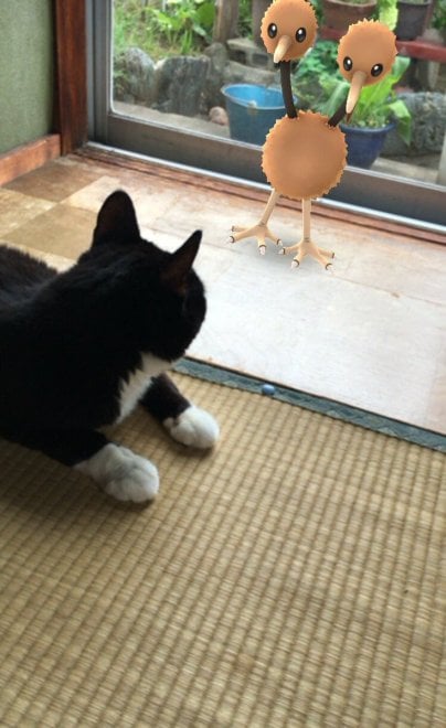 La leggenda dei giapponesi: i gatti e i cani possono vedere i Pokémon