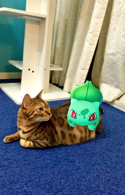 La leggenda dei giapponesi: i gatti e i cani possono vedere i Pokémon