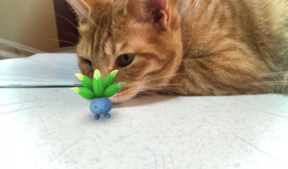 La leggenda dei giapponesi: i gatti e i cani possono vedere i Pokémon