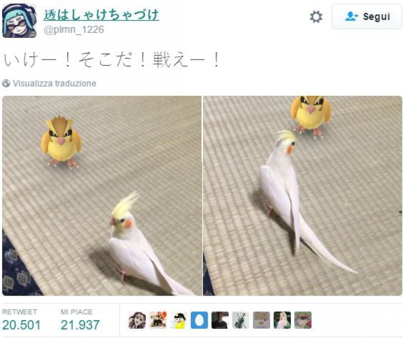 La leggenda dei giapponesi: i gatti e i cani possono vedere i Pokémon