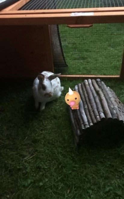 La leggenda dei giapponesi: i gatti e i cani possono vedere i Pokémon