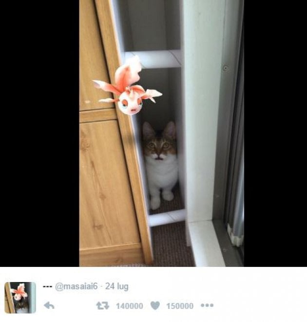 La leggenda dei giapponesi: i gatti e i cani possono vedere i Pokémon