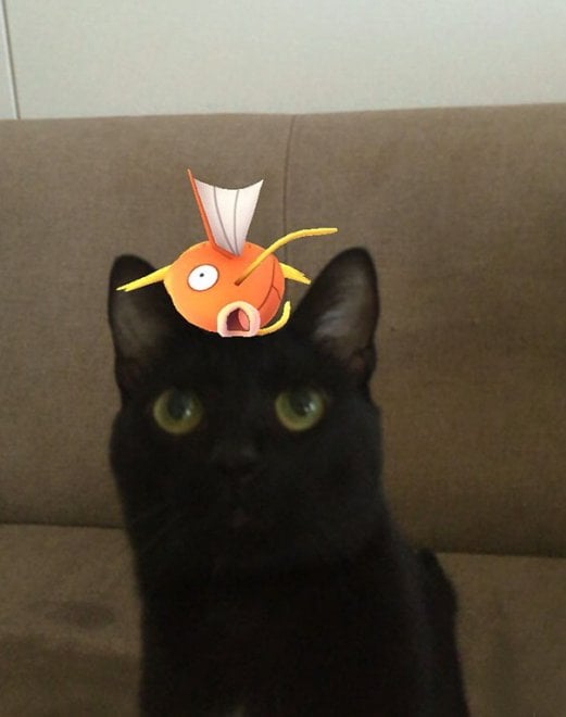 La leggenda dei giapponesi: i gatti e i cani possono vedere i Pokémon