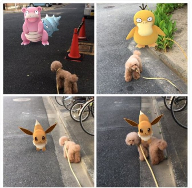 La leggenda dei giapponesi: i gatti e i cani possono vedere i Pokémon