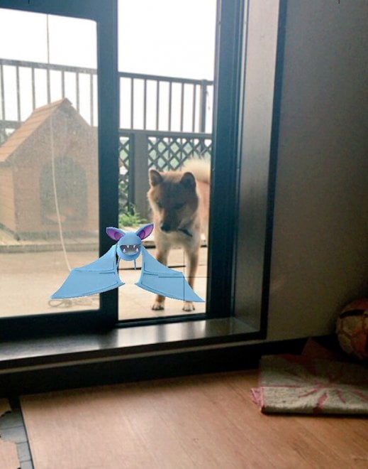 La leggenda dei giapponesi: i gatti e i cani possono vedere i Pokémon
