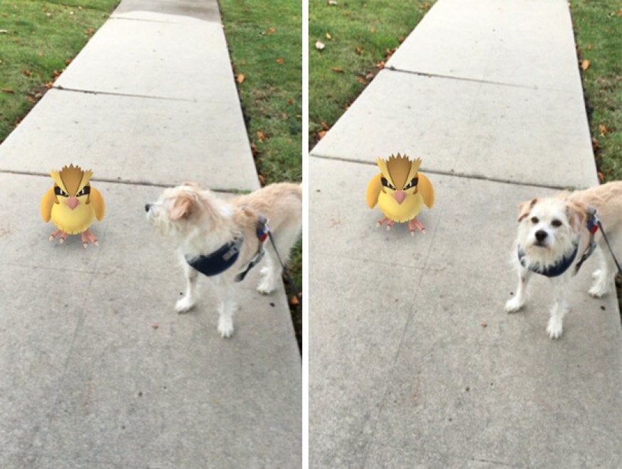 La leggenda dei giapponesi: i gatti e i cani possono vedere i Pokémon
