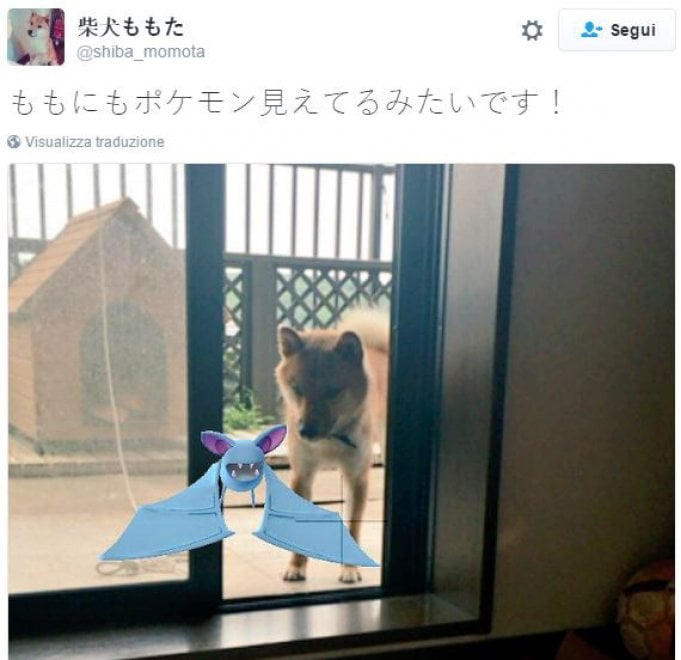 La leggenda dei giapponesi: i gatti e i cani possono vedere i Pokémon