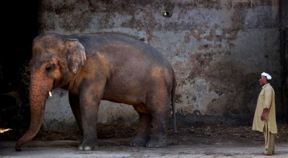 Pakistan, liberato l'elefante Kaavan. Gli attivisti: "400mila firme, il mondo lo ha adottato"